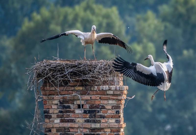 Professional Chimney Animal Removal Services in Mt Clemens, Michigan