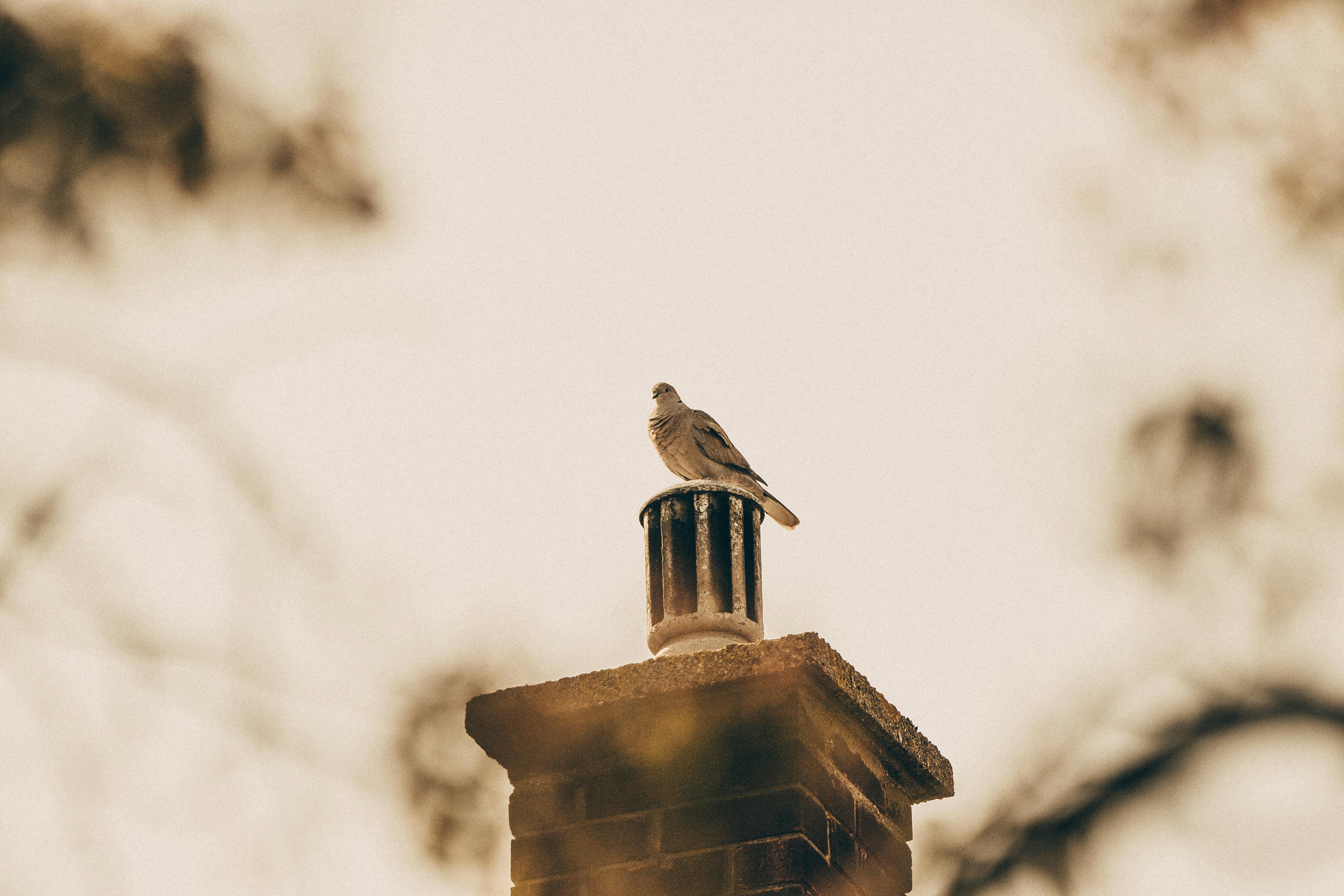 Expert Chimney Cap Installation in Mt Clemens, Michigan